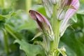 Bears Breeches Acanthus balcanicus close-ups flowers